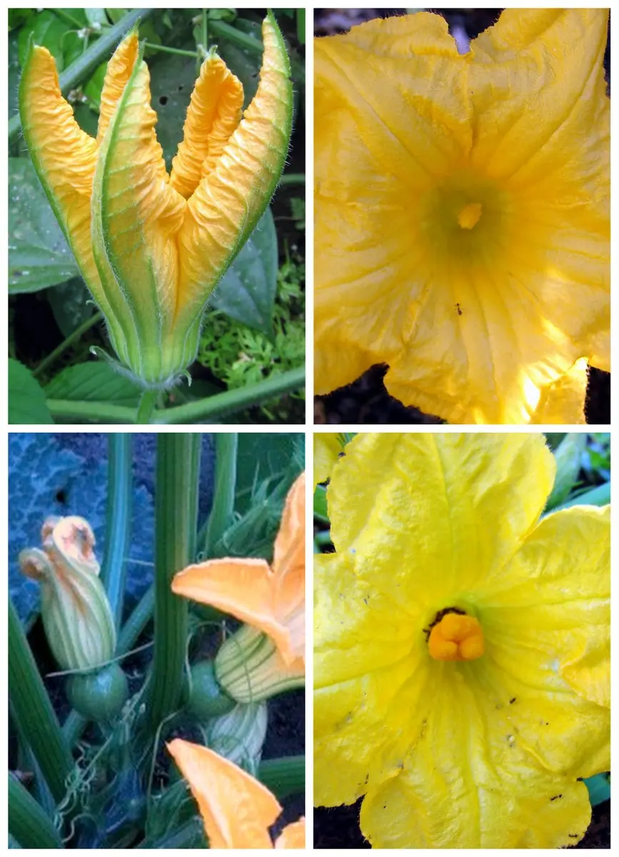 Fiori di zucca fritti alla romana